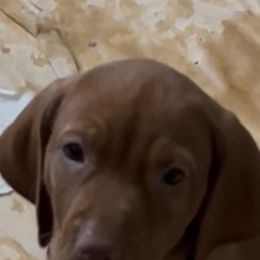 Jeanette, Purple - Golden rust female Vizsla puppy in Old Town, Florida from Foxfire Vizslas
