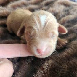 Nugget - Red  male Goldendoodle puppy in Grand Junction, Colorado from QP Doodles