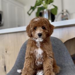 Blossom - Red  female Goldendoodle puppy in St George, Utah from Doodle Bears of Southern Utah