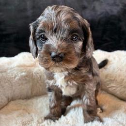 Frosty - Black white and tan female Cockapoo puppy in Adrian, Oregon from ApplebyFarm