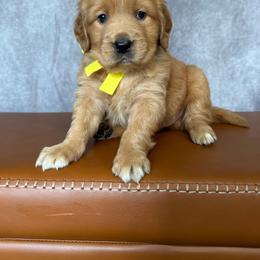 Golden Retriever Female- Yellow - Golden female Golden Retriever puppy in Piedmont, South Carolina from The Farm at Saluda Ridge