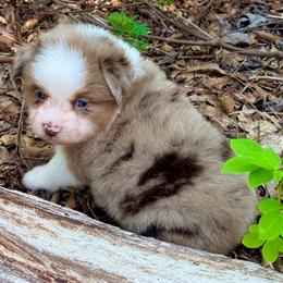Iron man - Red merle male Toy Australian Shepherd puppy in Blacksburg, South Carolina from Rustic Rose Toy Australian Shepherds