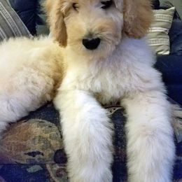 Labradoodle Puppies from Lovey Labradoodles