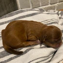 Girl 4 - Liver female Shih Tzu puppy in Lexington, North Carolina from SCS Shih Tzus