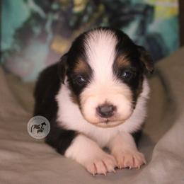 Heero - Black tri-color male Australian Shepherd puppy in Colorado Springs, Colorado from Dawn 2 Dusk Ranch