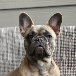 Junoh - French Bulldog