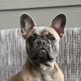Junoh - French Bulldog