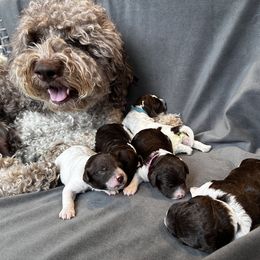 Lagotto Romagnolo Puppies from Lagotto NW