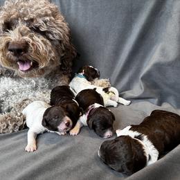 Lagotto Romagnolo Puppies from Lagotto NW