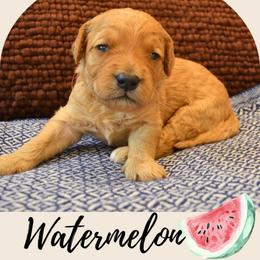 Watermelon - Apricot male Goldendoodle puppy in Batavia, Ohio from Cozy Cove Goldendoodles