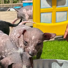 Taco - Dark brown female Xoloitzcuintli puppy in Manitowoc, Wisconsin from Wonderland Kennel