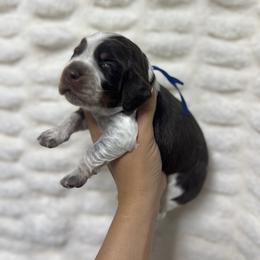 Blue boy - Tri-Roan male English Springer Spaniel puppy in Fairfield, California from Goldridge Springers