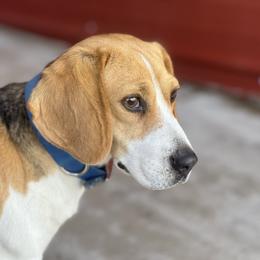 Bell - Beagle