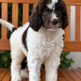 Sgaeyl - Brindle female Poodle puppy in Spring Hill, Florida from Lecanto Puppy