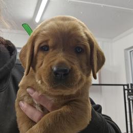 Pierre - Yellow male Labrador Retriever puppy in Sidney, Nebraska from Nebraska Strong Labradors