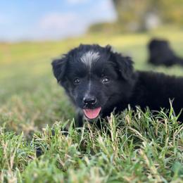 Roo - Black tri female Miniature Australian Shepherd puppy in Smiths Grove, Kentucky from Kyn's Kennel