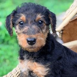 Green aka Femke - Black and tan female Airedale Terrier puppy in Mooresville, North Carolina from Farm 55