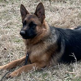 Aurora - German Shepherd puppy in Tennessee from Smoky Mountain German Shepherds