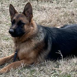 Aurora - German Shepherd puppy in Tennessee from Smoky Mountain German Shepherds