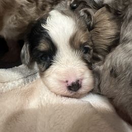 Aussiedoodle, Bordoodle, and Goldendoodle Puppies from Korbella Farm