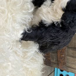 Bernedoodle Puppies from Oodles of Doodles