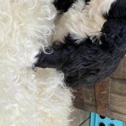 Bernedoodle Puppies from Oodles of Doodles