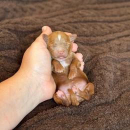 Monica - Red  female Goldendoodle puppy in Wharton, Texas from Little Fur Friends