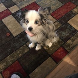 Toy Australian Shepherd All Grown Up from The Ranch of the Sun Toy Aussies