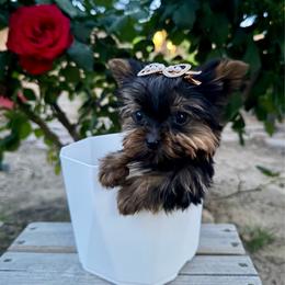 Boy 2 Smaller - Black and gold male Yorkshire Terrier puppy in Bakersfield, California from Yorkie To My Heart