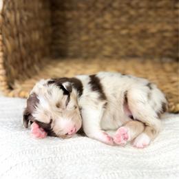 Coco - Red merle female Australian Shepherd puppy in Unionville, Iowa from Soap Creek Kennels