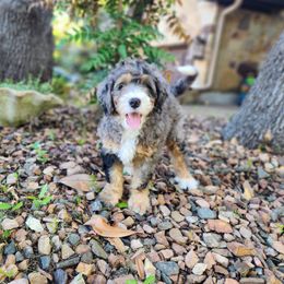 Plumeria (Dark Purple) - Merle female Bernedoodle puppy in Austin, Texas from Aloha Bernedoodles of Austin
