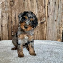 Judy - Blue merle female Bernedoodle puppy in Savannah, Missouri from Rose Creek Mini Aussies and doodles
