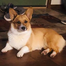 Nala - Pembroke Welsh Corgi