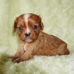 Blaze - Ruby male Cavalier King Charles Spaniel puppy in Pleasant City, Ohio from cywood's ohio cavaliers