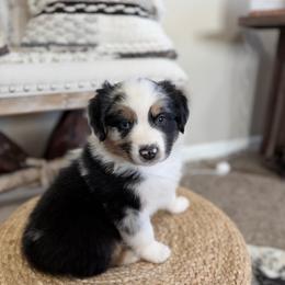 DAISY - Blue merle female Australian Shepherd puppy in Pendleton, Oregon from High West Aussies