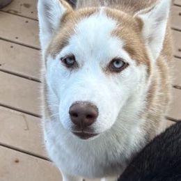 Green - Red and white Siberian Husky puppy in Aberdeen, Washington from Shaffer Family Farm