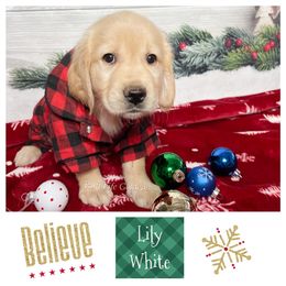 Golden Retriever Puppies from Ruff Life Goldens