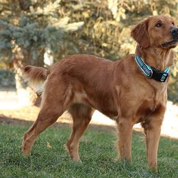 Nava - Golden Retriever