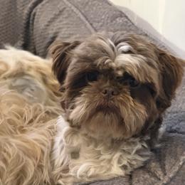 Óscar - Shih Tzu