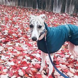 Whippet Puppies from Smithfield Park
