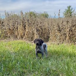 Juliette - female German Shorthaired Pointer puppy in Oxford, Ohio from LyonHeart