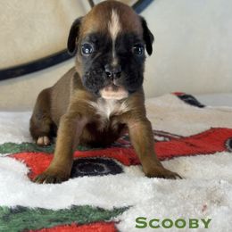 Scooby - Fawn male Boxer puppy in Cicero, New York from MK Boxer Haven of CNY