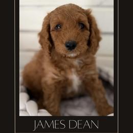 James Dean - Red  male Goldendoodle puppy in San Jose, California from Red White and Doodle