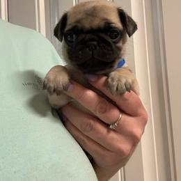 Cadbury - Fawn male Pug puppy in Ludowici, Georgia from Royal Destiny Kennels
