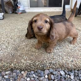 Ollie - Red male Dachshund puppy in Riverside, California from Mir and Dachshunds