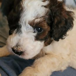 Dudley - Sable male Poodle puppy in Vinemont, Alabama from RottenDog's Poodles