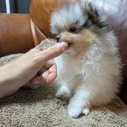 Nova - Blue merle female Pomeranian puppy in California from TD Dream Poms