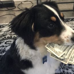 Miniature Australian Shepherds and Toy Australian Shepherds from Brigs Aussies