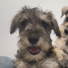 Miniature Schnauzers from EsKay Mini Schnauzers
