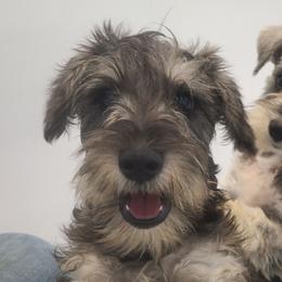 Miniature Schnauzers from EsKay Mini Schnauzers